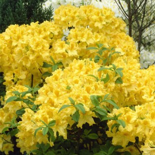 Rhododendron-bestellen.nl - Rhododendron